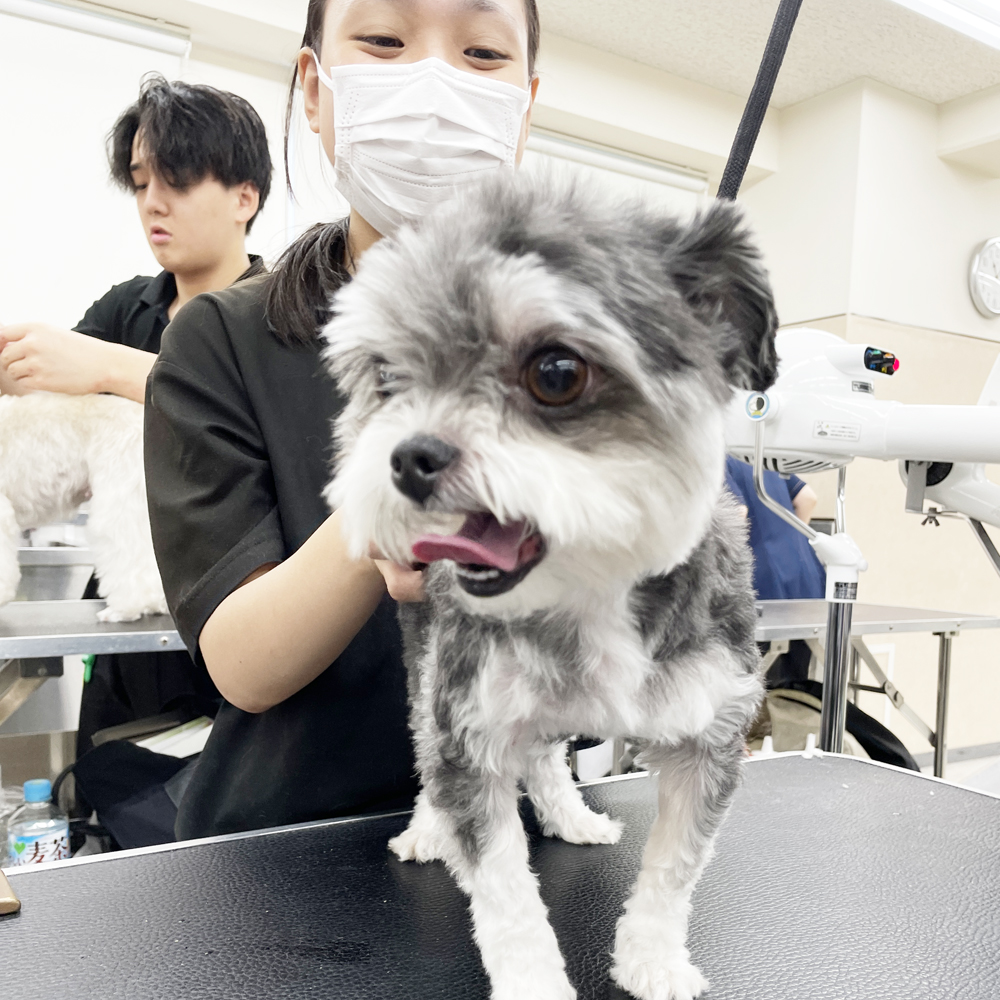 たくさんの犬種が来てくれます！
